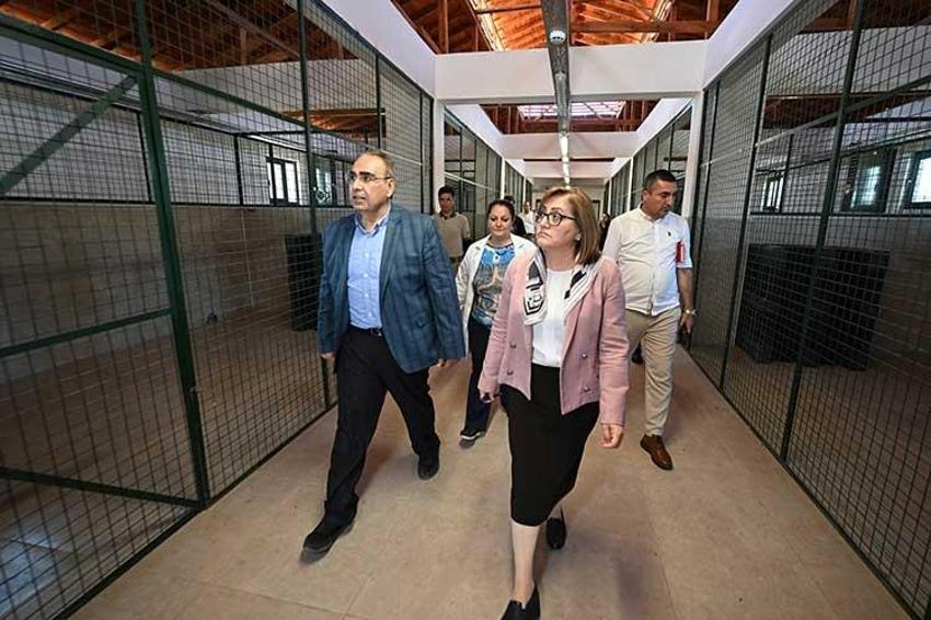 Sokak hayvanları çözümüne Gaziantep modeli: Hayvan dostu şehir olmak için çalışıyor