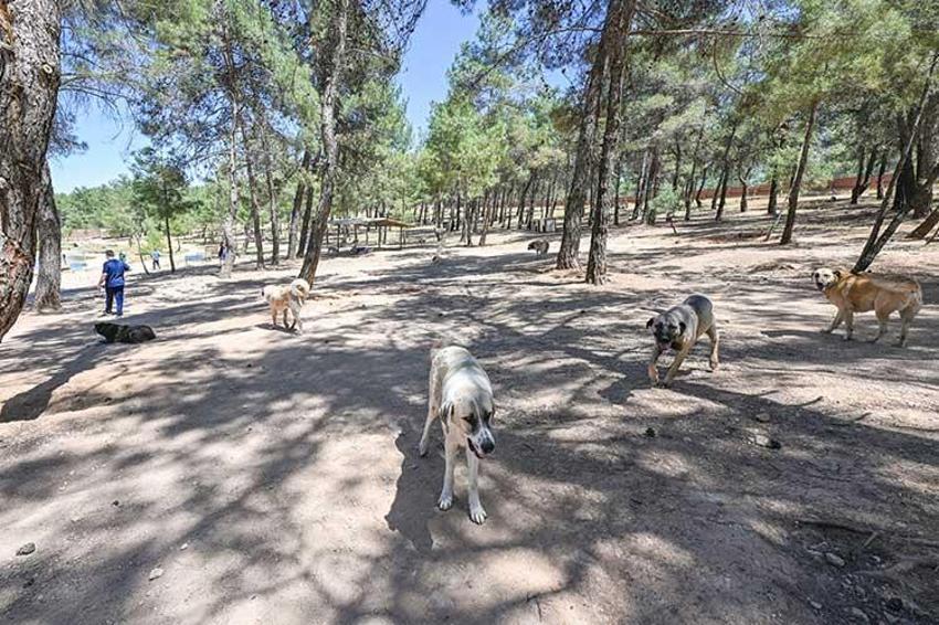 Sokak hayvanları çözümüne Gaziantep modeli: Hayvan dostu şehir olmak için çalışıyor