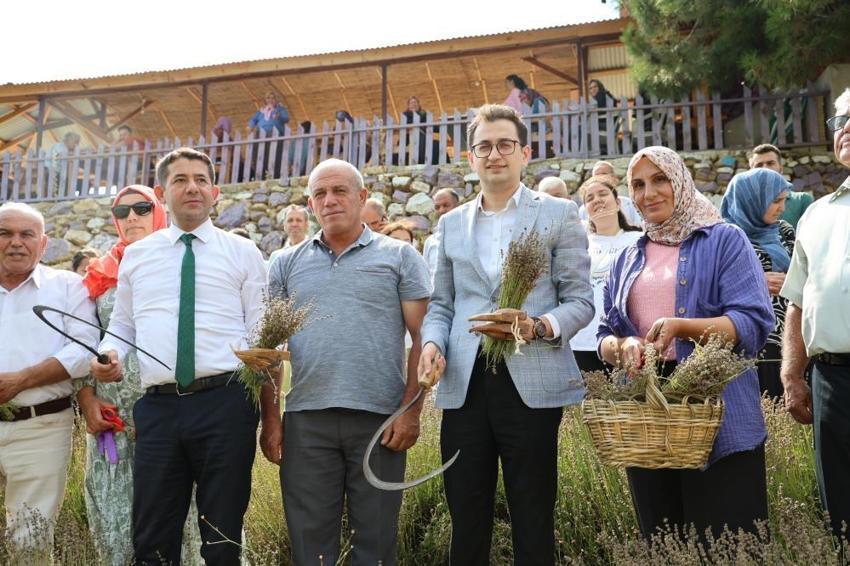 Lavanta bahçelerinde ellik ve orakla hasat başladı: Tapanlı kadınlar üretiyor ziyaretçiler akın ediyor
