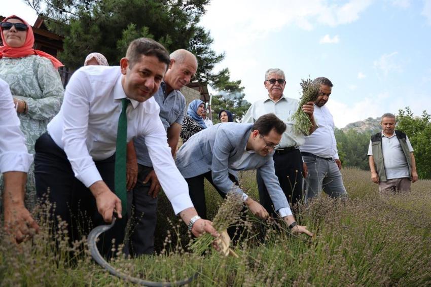Lavanta bahçelerinde ellik ve orakla hasat başladı: Tapanlı kadınlar üretiyor ziyaretçiler akın ediyor