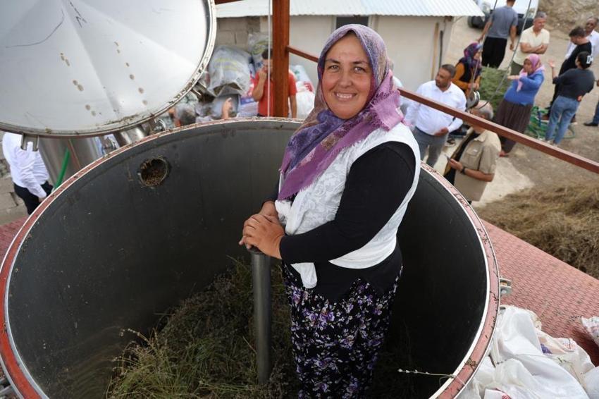 Lavanta bahçelerinde ellik ve orakla hasat başladı: Tapanlı kadınlar üretiyor ziyaretçiler akın ediyor