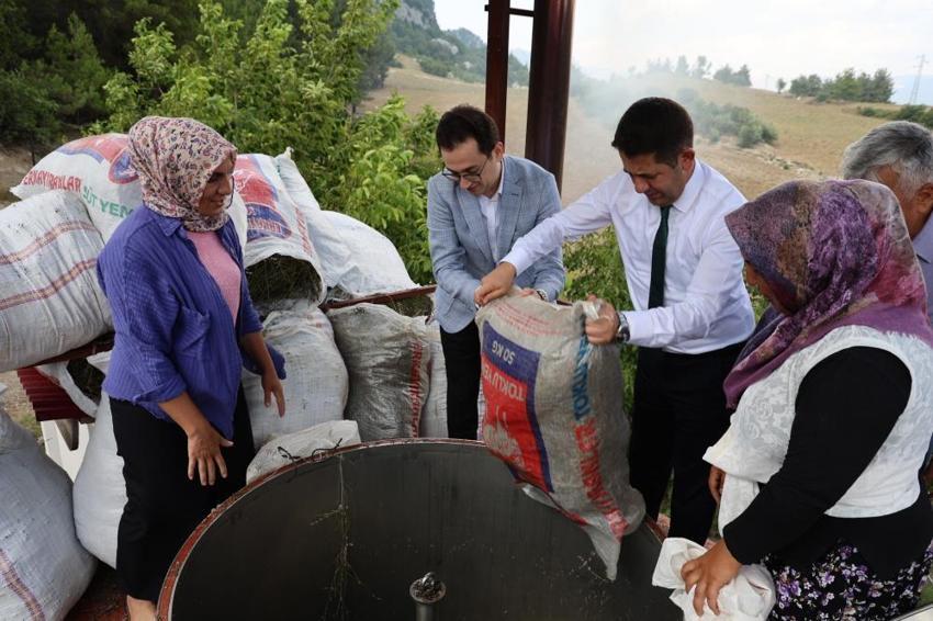 Lavanta bahçelerinde ellik ve orakla hasat başladı: Tapanlı kadınlar üretiyor ziyaretçiler akın ediyor