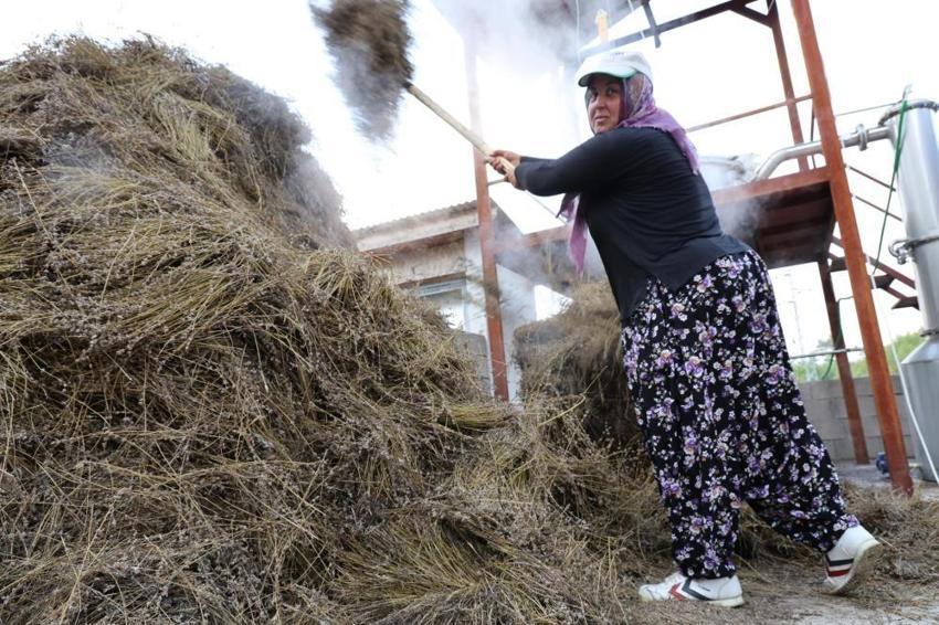 Lavanta bahçelerinde ellik ve orakla hasat başladı: Tapanlı kadınlar üretiyor ziyaretçiler akın ediyor