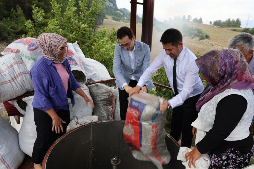 Lavanta bahçelerinde ellik ve orakla hasat başladı: Tapanlı kadınlar üretiyor ziyaretçiler akın ediyor
