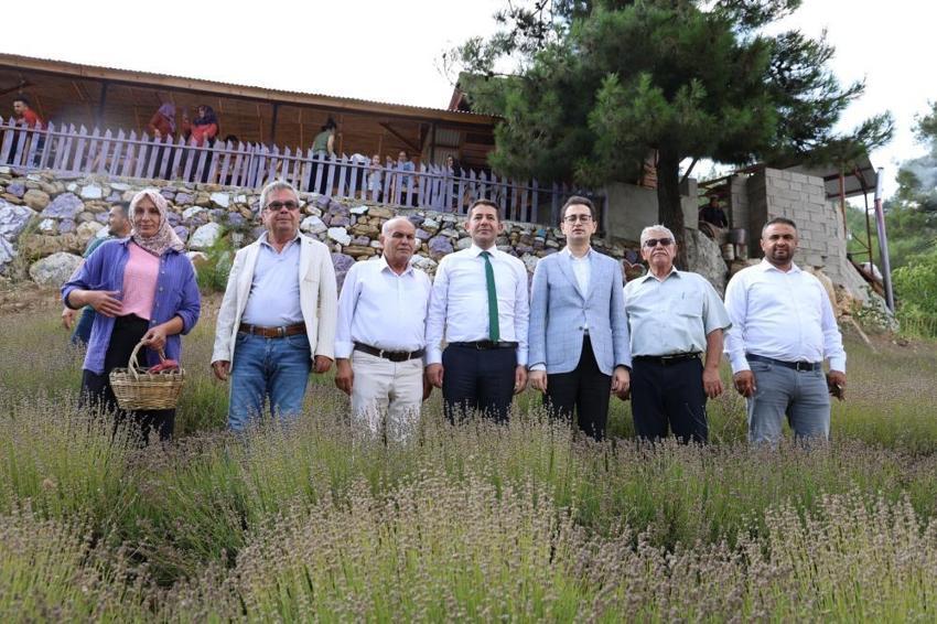 Lavanta bahçelerinde ellik ve orakla hasat başladı: Tapanlı kadınlar üretiyor ziyaretçiler akın ediyor