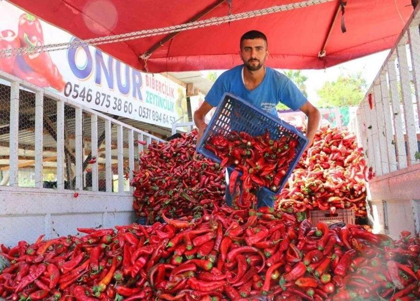 Adana'da salçalık biberin kilo fiyatı belli oldu! Biberi kaça aldınız sezonu açıldı: Adana annelerinin milli görevi salçalık biber temizleme başladı