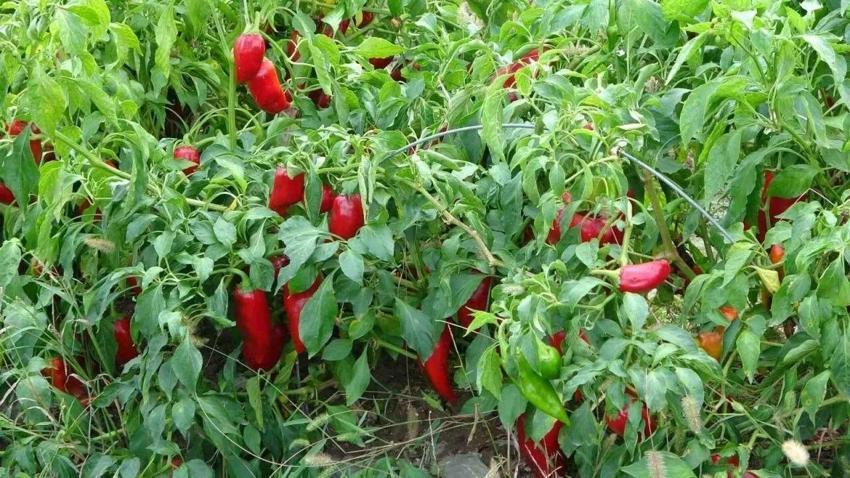 Adana'da salçalık biberin kilo fiyatı belli oldu! Biberi kaça aldınız sezonu açıldı: Adana annelerinin milli görevi salçalık biber temizleme başladı