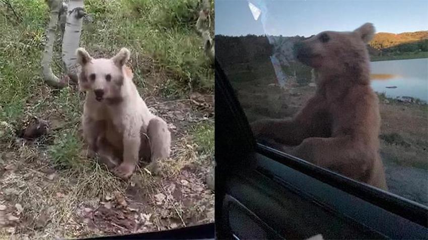 Nemrut Dağı'nda korku dolu anlar! Ayılar fotoğraf çeken turistlere saldırdı: O anlar kamerada