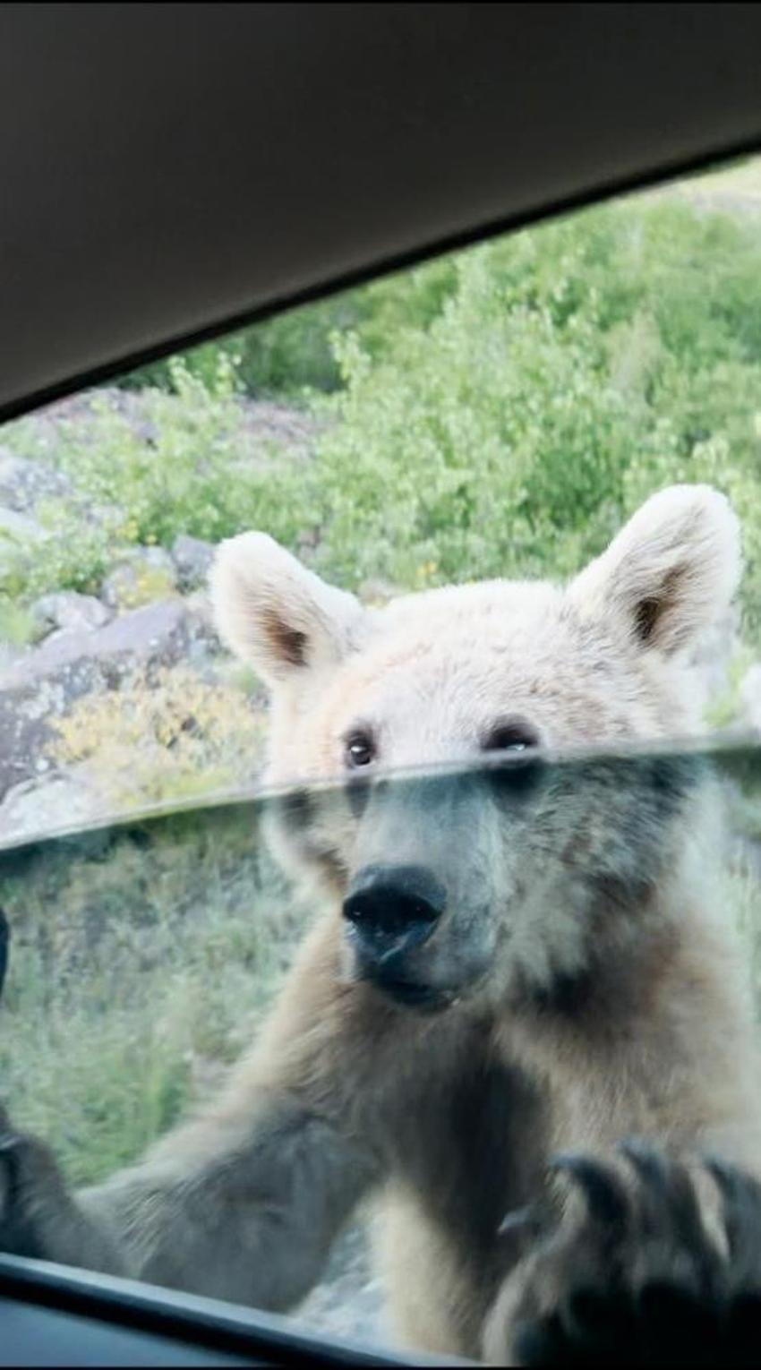Nemrut Dağı'nda korku dolu anlar! Ayılar fotoğraf çeken turistlere saldırdı: O anlar kamerada