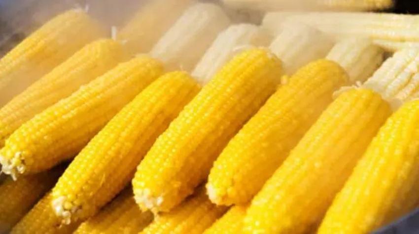 Taze süt mısırını kaynatmada inanılması güç tüyo; Suya 1 kaşık ekleyince saatlerce bekletmiyor
