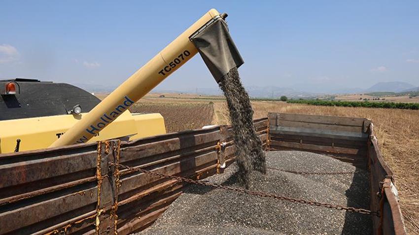 Çukurova'yı kuraklık vurdu! Yüzde 50'den fazla düşüş var 