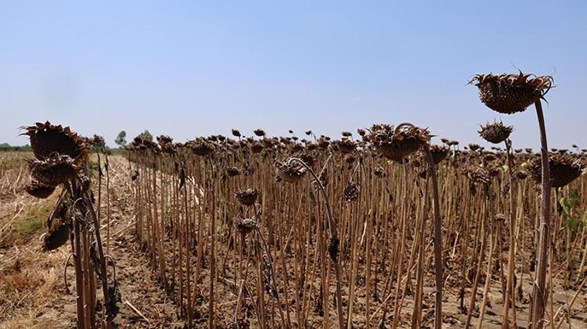 Çukurova'yı kuraklık vurdu! Yüzde 50'den fazla düşüş var 