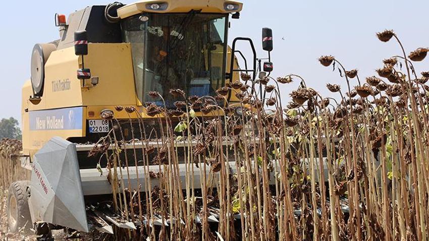 Çukurova'yı kuraklık vurdu! Yüzde 50'den fazla düşüş var 
