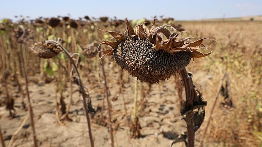 Çukurova'yı kuraklık vurdu! Yüzde 50'den fazla düşüş var 