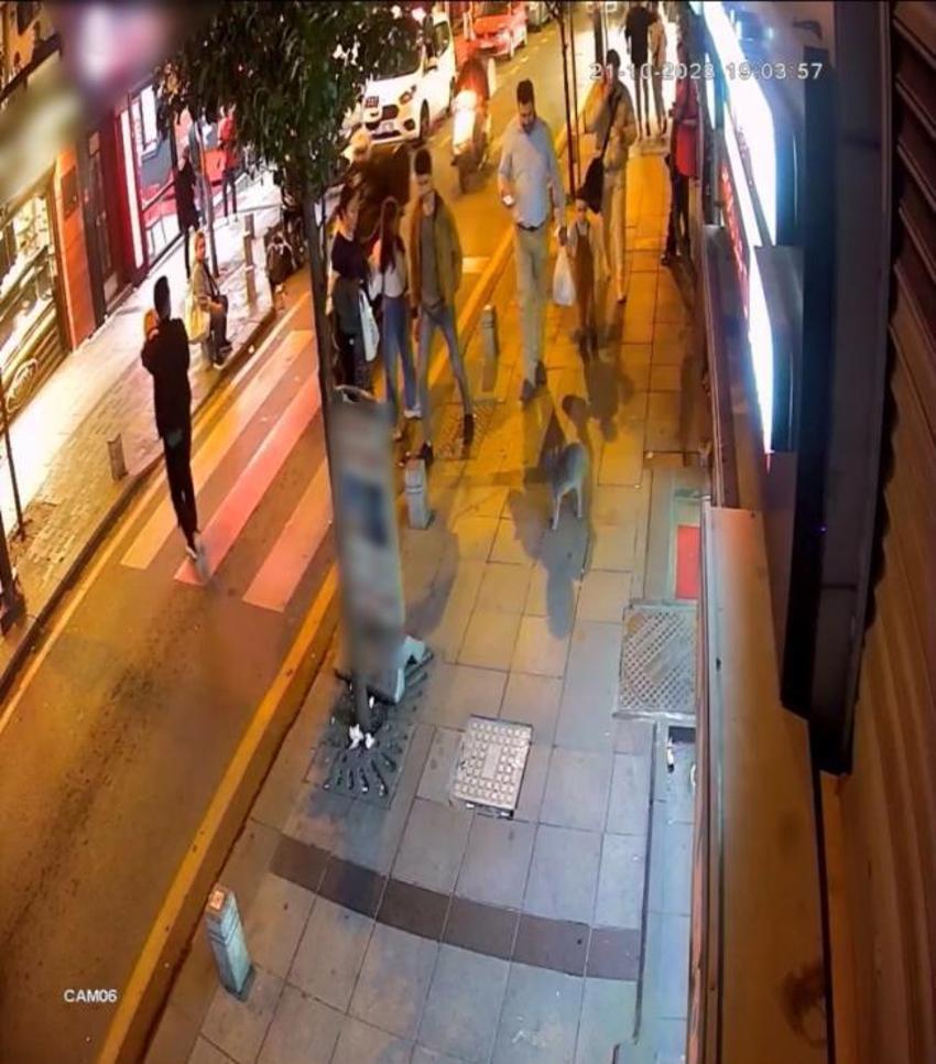 Yoldan geçen köpeklere saldıran mahallenin 'gri belası' doğum yapınca rahat nefes aldılar