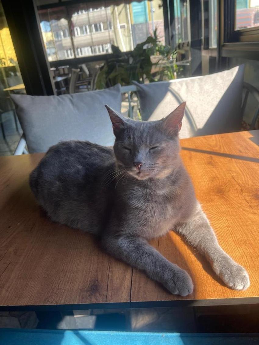 Yoldan geçen köpeklere saldıran mahallenin 'gri belası' doğum yapınca rahat nefes aldılar