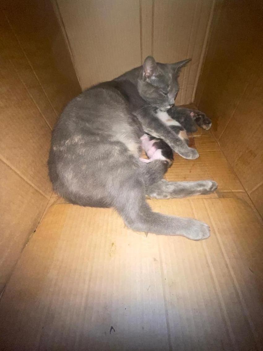 Yoldan geçen köpeklere saldıran mahallenin 'gri belası' doğum yapınca rahat nefes aldılar