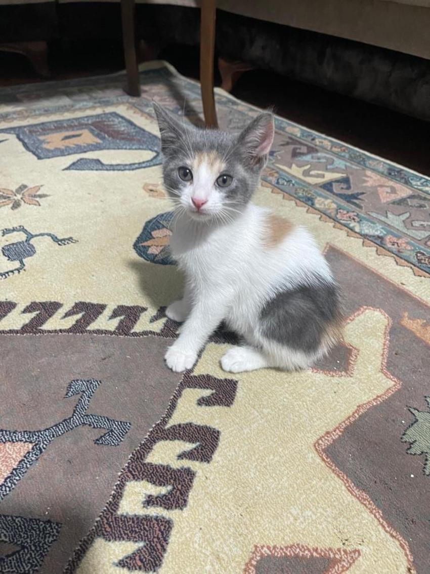 Yoldan geçen köpeklere saldıran mahallenin 'gri belası' doğum yapınca rahat nefes aldılar