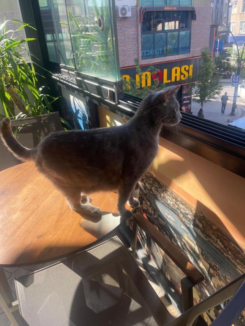 Yoldan geçen köpeklere saldıran mahallenin 'gri belası' doğum yapınca rahat nefes aldılar