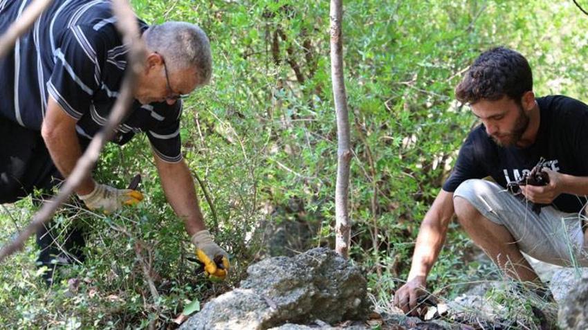 Adana'da kilosu 10 liradan satılacak! Cinsellikten kalp sağlığına kadar birçok faydası var