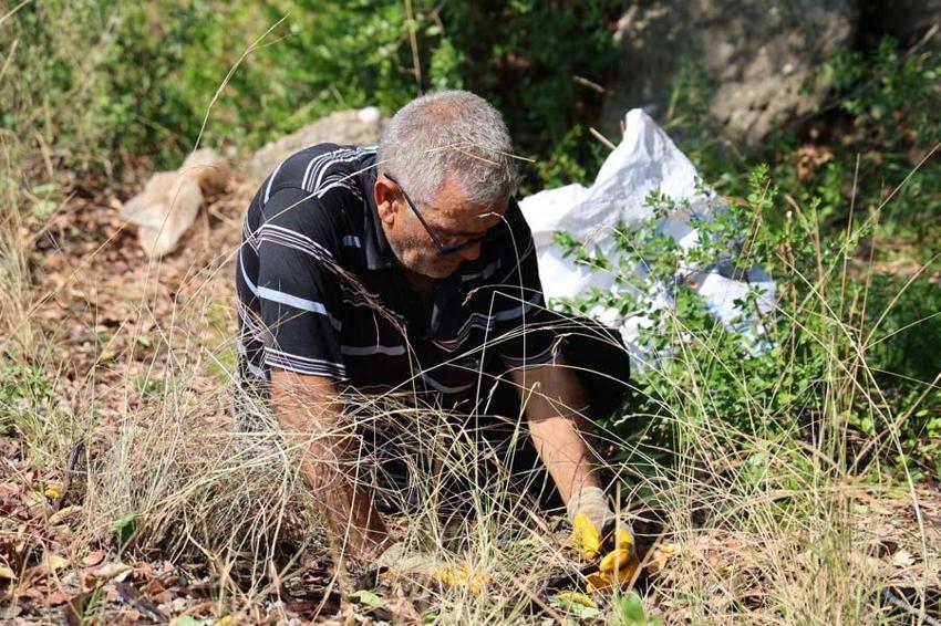 Adana'da kilosu 10 liradan satılacak! Cinsellikten kalp sağlığına kadar birçok faydası var