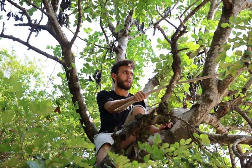 Adana'da kilosu 10 liradan satılacak! Cinsellikten kalp sağlığına kadar birçok faydası var