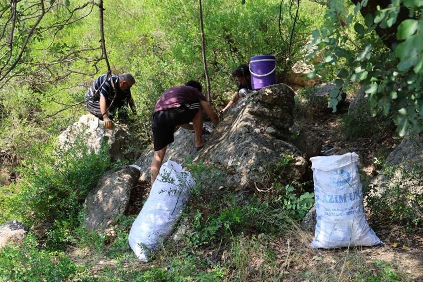 Adana'da kilosu 10 liradan satılacak! Cinsellikten kalp sağlığına kadar birçok faydası var