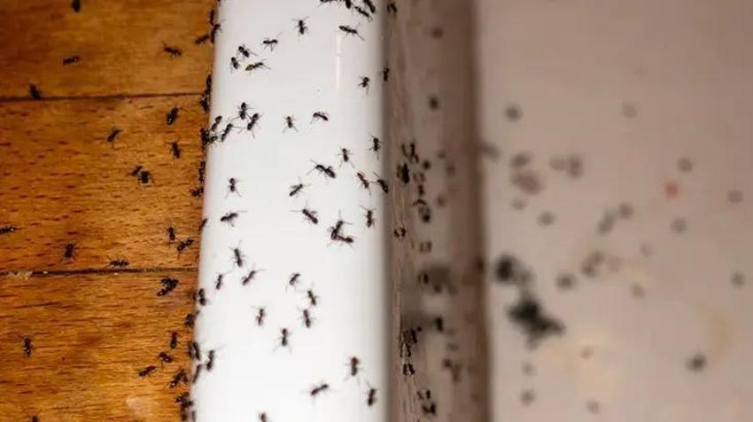 Evi karıncalar bastıysa çözümü bu tüyoda; Karıncaları öldürmeden, dipli bucaklı temizliğin sırrı: karbonat!
