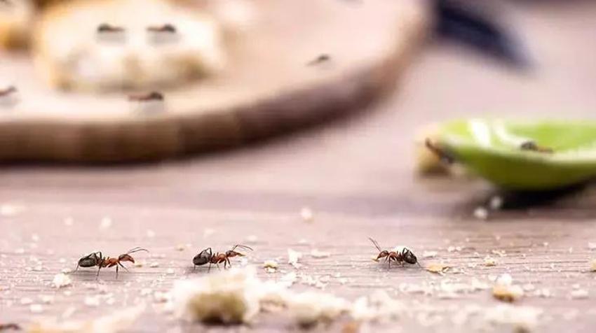 Evi karıncalar bastıysa çözümü bu tüyoda; Karıncaları öldürmeden, dipli bucaklı temizliğin sırrı: karbonat!