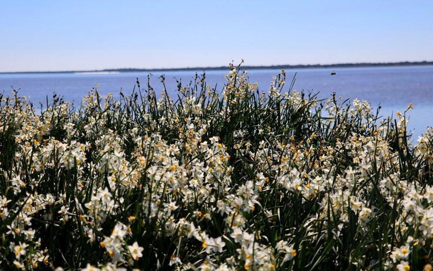 Adana'da vatandaşlar 5 yıl önce keşfetti hemen korumaya alındı! Gizli cennet herkesi büyülüyor