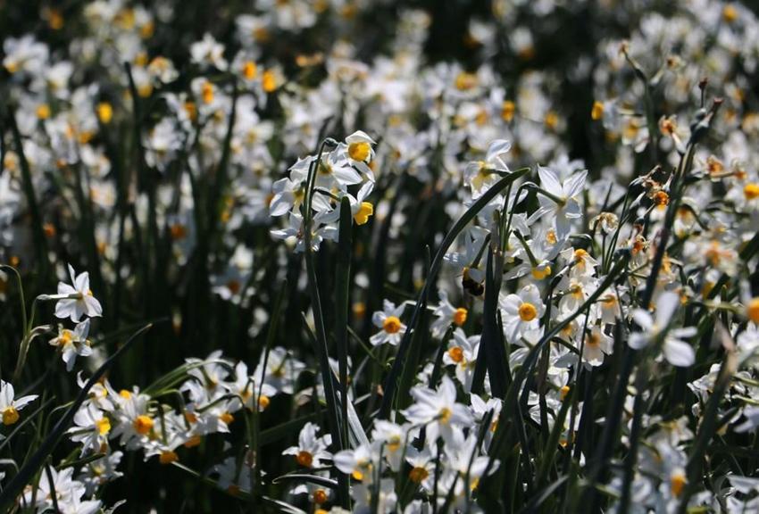 Adana'da vatandaşlar 5 yıl önce keşfetti hemen korumaya alındı! Gizli cennet herkesi büyülüyor