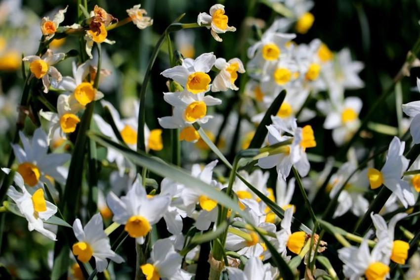 Adana'da vatandaşlar 5 yıl önce keşfetti hemen korumaya alındı! Gizli cennet herkesi büyülüyor