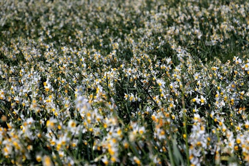 Adana'da vatandaşlar 5 yıl önce keşfetti hemen korumaya alındı! Gizli cennet herkesi büyülüyor