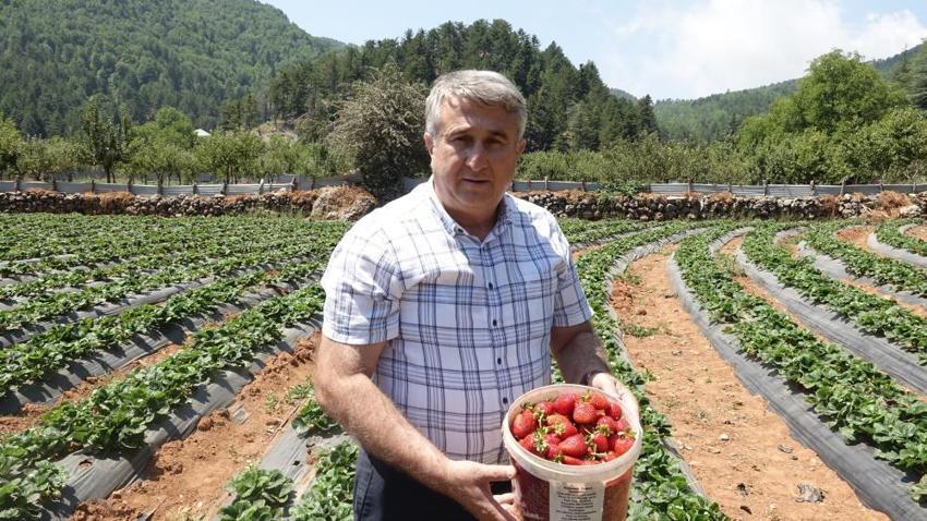 Kınalı eller çilek kokuyor! Devlet desteğiyle çilek bahçesi kuran kadınlar hem üretiyor hem de aferin etkisinde uzaklaşıyor