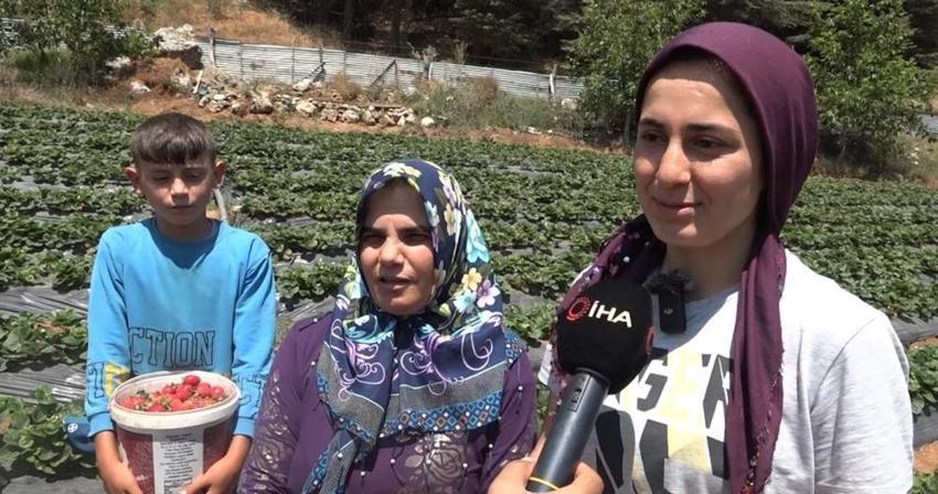 Kınalı eller çilek kokuyor! Devlet desteğiyle çilek bahçesi kuran kadınlar hem üretiyor hem de aferin etkisinde uzaklaşıyor