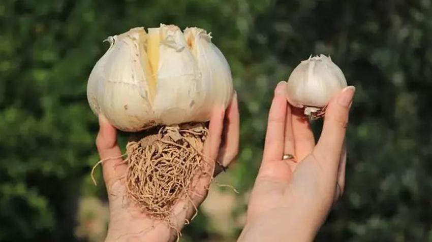 Adana toprağını sevdi! Arkadaşının hediye ettiği sarımsak işi oldu, tanesi 400 kiloyu geçiyor