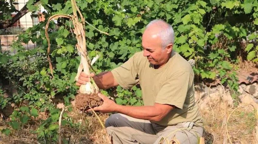 Adana toprağını sevdi! Arkadaşının hediye ettiği sarımsak işi oldu, tanesi 400 kiloyu geçiyor