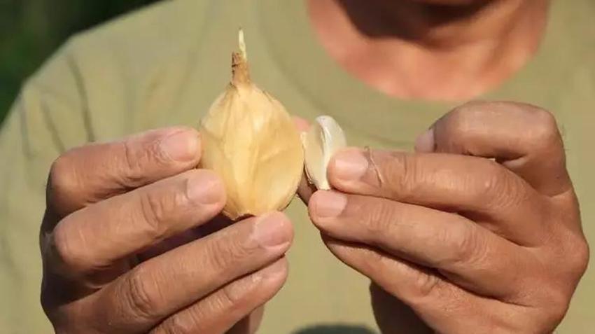 Adana toprağını sevdi! Arkadaşının hediye ettiği sarımsak işi oldu, tanesi 400 kiloyu geçiyor