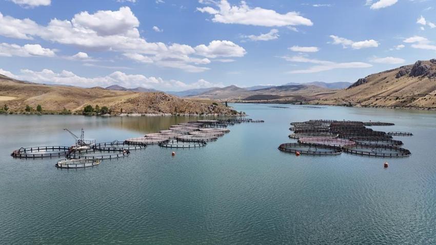 Erzincan'dan ülke ekonomisine büyük kazanç! Denizi yok ama birçok ile balık gönderiyor