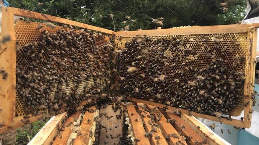 Bal üretimine darbe! Üretim yüzde 75 düştü, fiyatlara yansıyacak