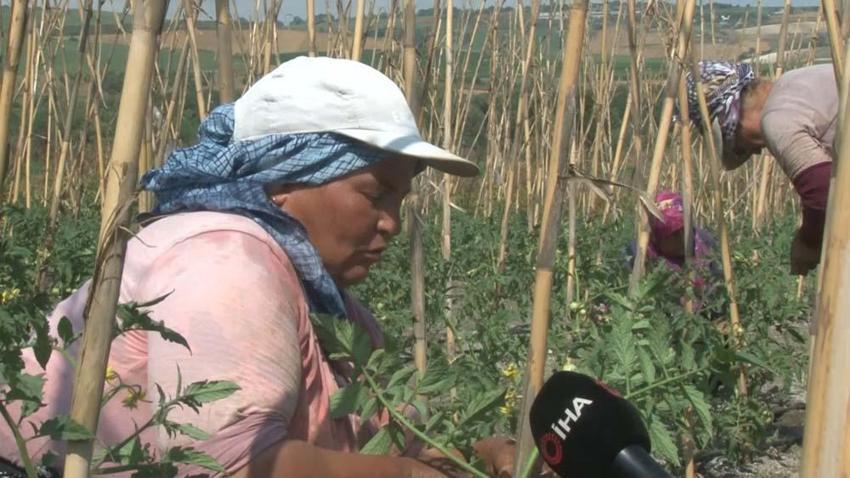 İstanbullular bu tarlaya akın ediyor Vatandaşlar tarladan topladıkları ürünleri satın alıyor, yeni trend oldu