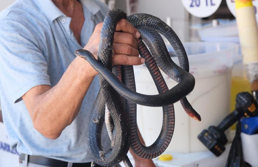Adana Otogarı'nda yılanlarla şov yapan 'Yılancı Osman'ı beslediği yılan ısırdı