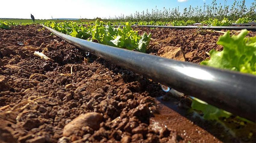 Adana bölgesinde su kıtlığı yaşanıyor! Mahsulde rekolte düştü çiftçilere ‘ekim yapmayın uyarısı’: Bölgede su verimliliği seferberliği başlatıldı