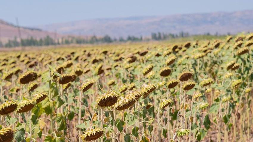 Adana bölgesinde su kıtlığı yaşanıyor! Mahsulde rekolte düştü çiftçilere ‘ekim yapmayın uyarısı’: Bölgede su verimliliği seferberliği başlatıldı