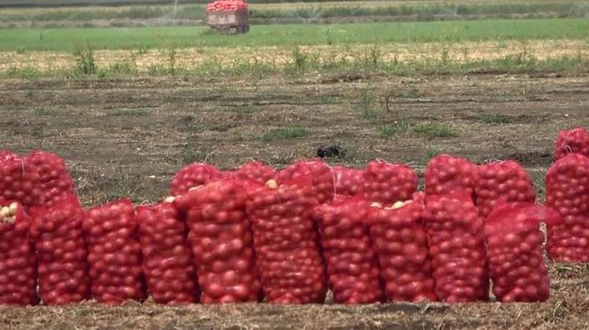 Amasya'da üretiliyor, bu kez çiftçiyi üzdü: Kilosu 6 TL'den satılıyor