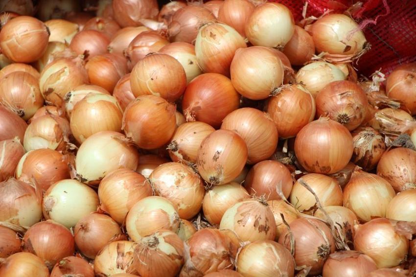 Amasya'da üretiliyor, bu kez çiftçiyi üzdü: Kilosu 6 TL'den satılıyor