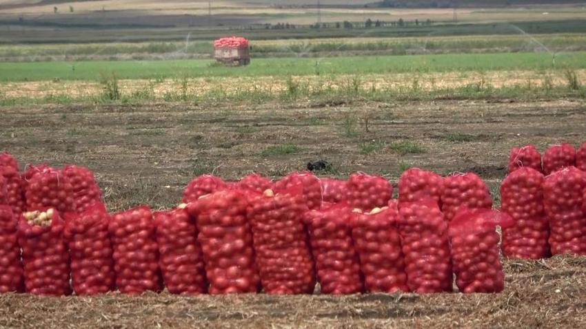 Amasya'da üretiliyor, bu kez çiftçiyi üzdü: Kilosu 6 TL'den satılıyor