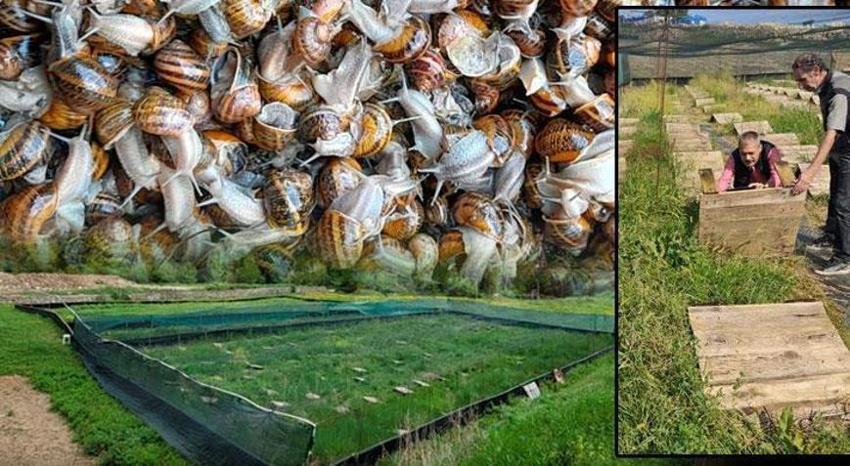Türkiye'de yapan 4 kişi var! Kocaeli'nde üretiyor Avrupa'ya 5 euro'dan satıyor