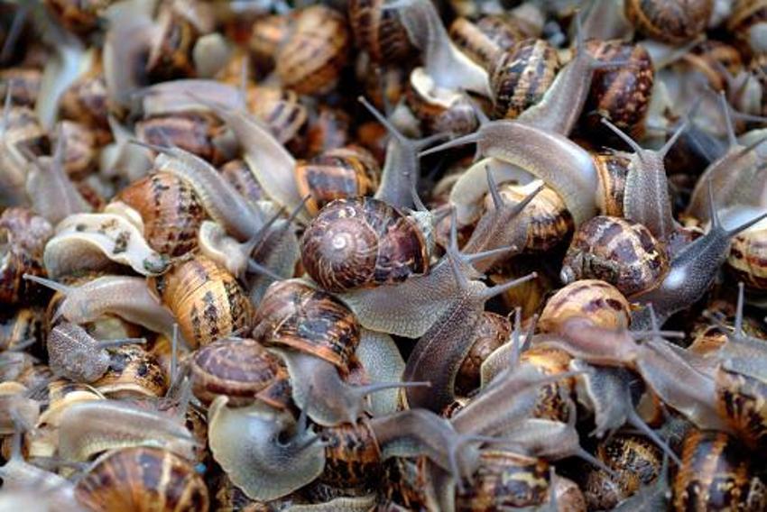 Türkiye'de yapan 4 kişi var! Kocaeli'nde üretiyor Avrupa'ya 5 euro'dan satıyor