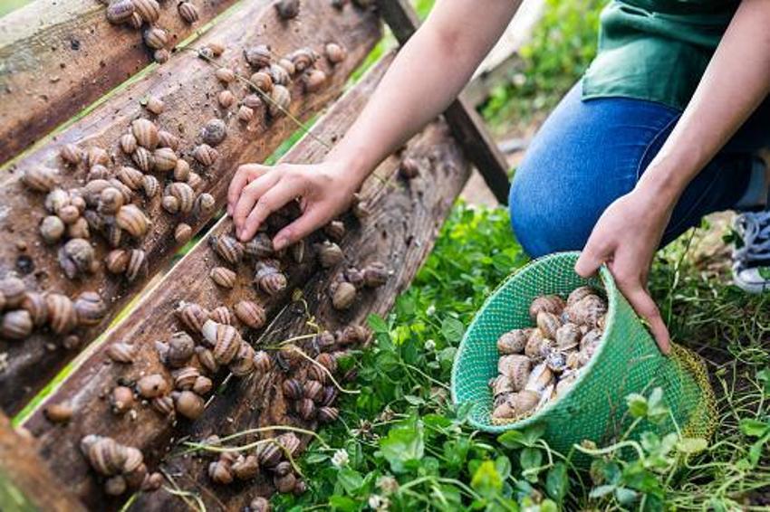 Türkiye'de yapan 4 kişi var! Kocaeli'nde üretiyor Avrupa'ya 5 euro'dan satıyor